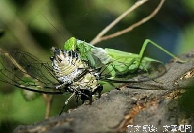《夜巡》经典读后感有感