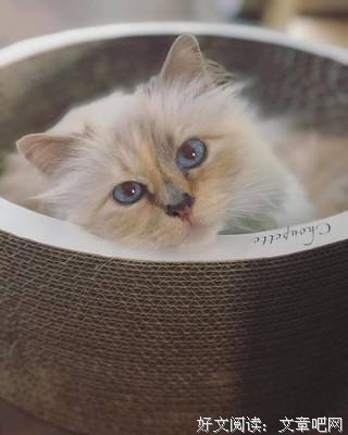 《猫咪事务所①：遗产大战》读后感100字