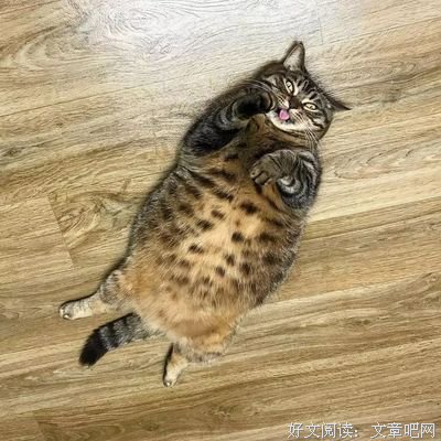 喵经典名句