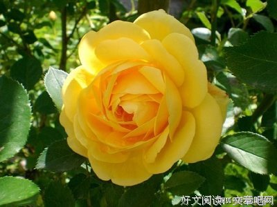 有关所有的成长 都是静悄悄的的句子