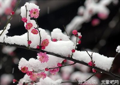 她在丛中笑的优美句子