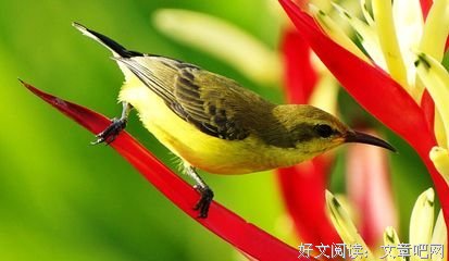 《句句舒畅》的句子