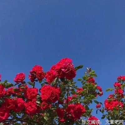 最经典的《在爱中重生》经典句子