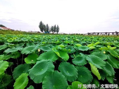 “旅寓心声，文耀沣水”实践调研团赴沣水镇梁鲁村进行调研 为深入