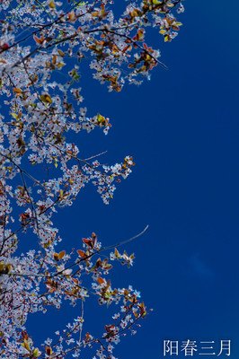 最经典的《太阳和野花》经典名句