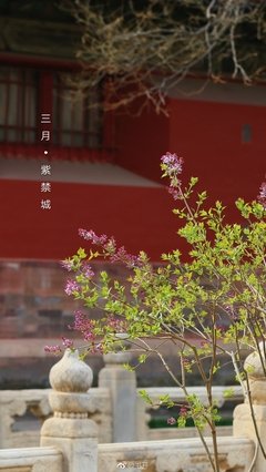 最全的《宫花寂寞红》语录摘抄