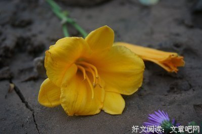 平淡如泥，静默如谜读后感1000字