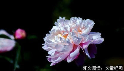《莎大要大要风亚》的句子