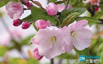 最经典的《尖叫的海棠》名句欣赏大全