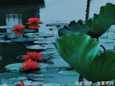 《心是莲花开》佳句摘抄