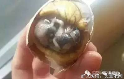 喵星虫子君句子
