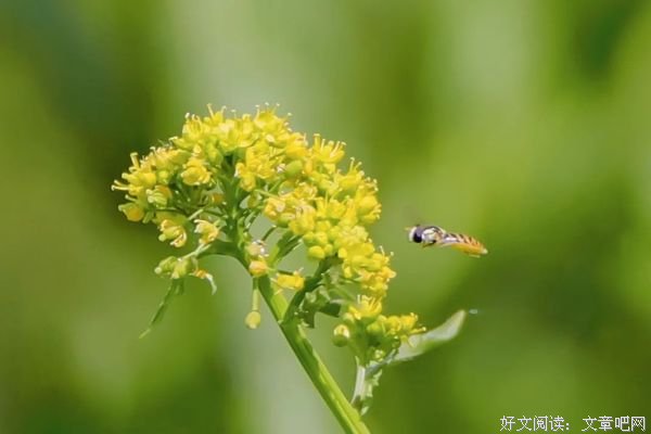 老了，就这样过