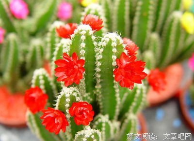 关于默默无闻的语句