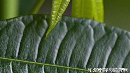 关于千头万绪的语句