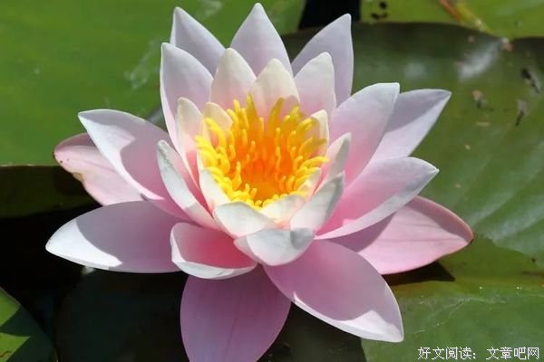 总有一池荷，如约而来