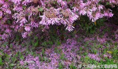 《无计花间住》语录摘抄