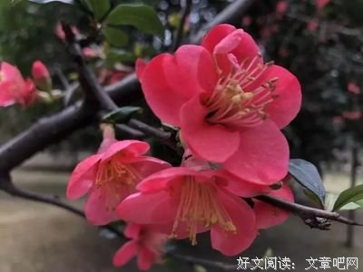 最经典的《明媚正当时》名句欣赏大全