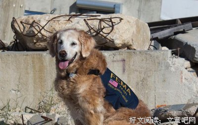 《安乐死现场》读后感锦集