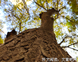一苇以航句子