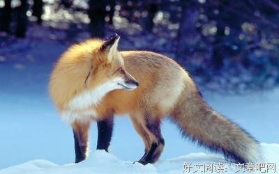 翻来覆去的语句摘抄_关于翻来覆去的语句