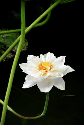 回头发现，你不见了，突然我乱了。名句欣赏