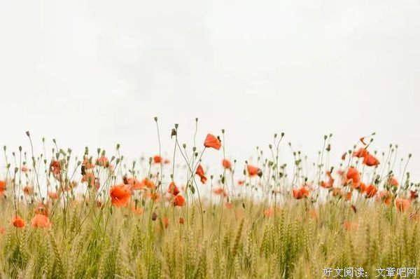 但看花开花落，莫论人间短长
