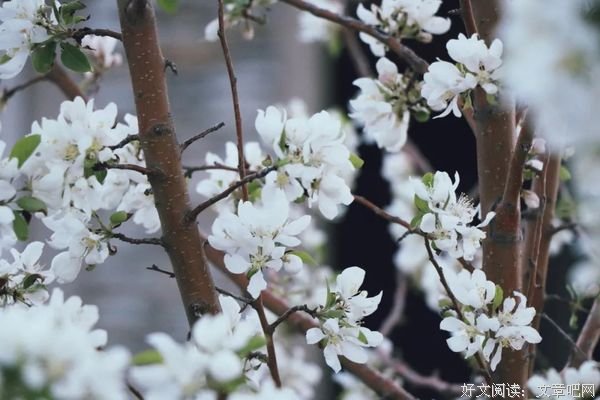 岁月有爱相伴，生命一路繁花