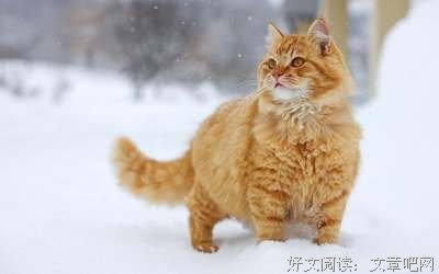 小情感句子大全