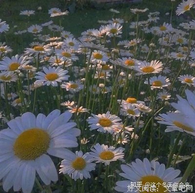 《海边最后的夏天》影评摘抄