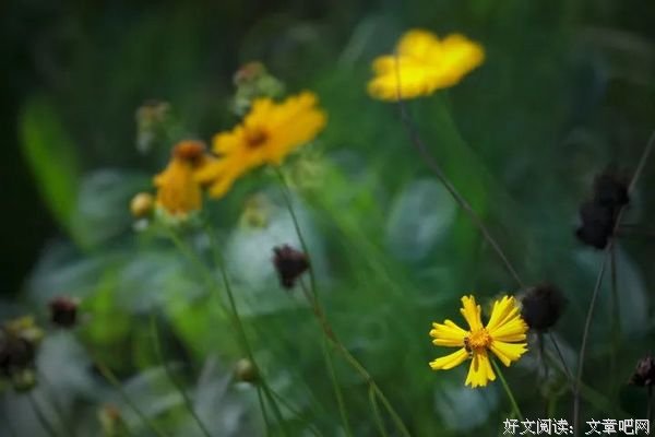 最美不过是寻常