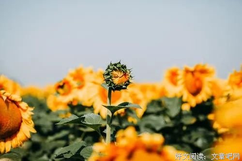 心若无尘，清风自来