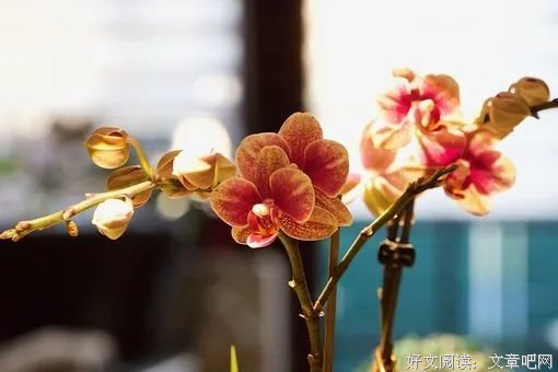 心若无尘，清风自来