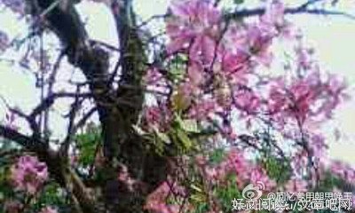噢原来你也在这里优美的句子