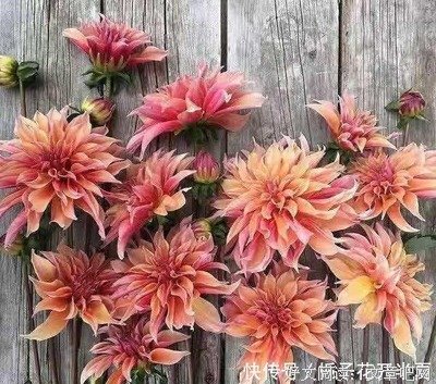 吾之佳句经典的句子