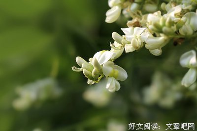 关于爱的优美句子