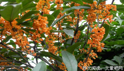 最经典的《玫瑰的眼泪》好段摘抄大全