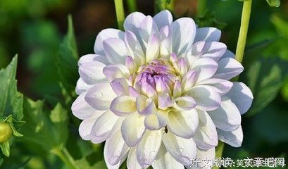 最新的《理智与情感》小说句子