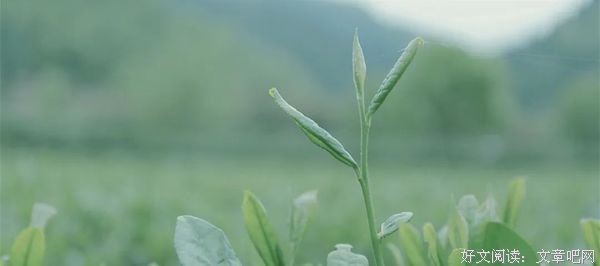 幸福的家庭，从来不是三观相合，而是……