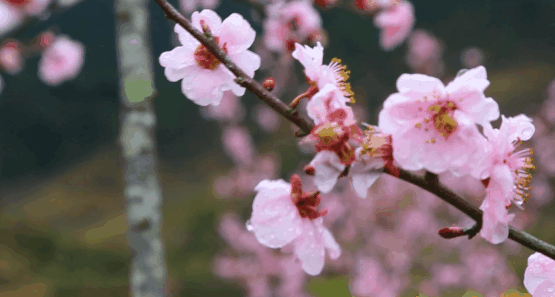 人生，是一场“次第花开”的修行