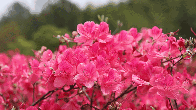 人生，是一场“次第花开”的修行