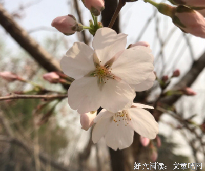 至的优美句子