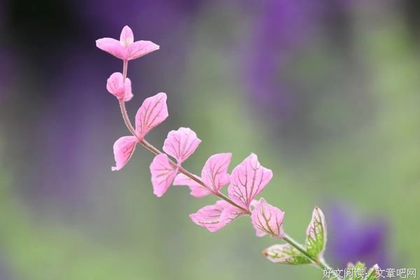 慢慢地读懂生活