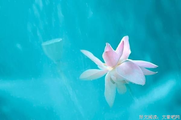 我是佛前一朵青莲