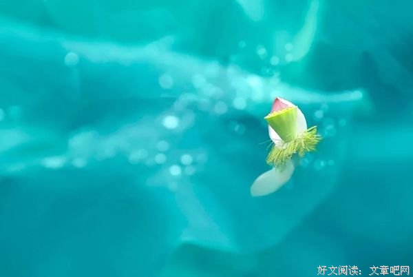 我是佛前一朵青莲