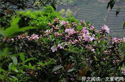 陌上花开经典名句