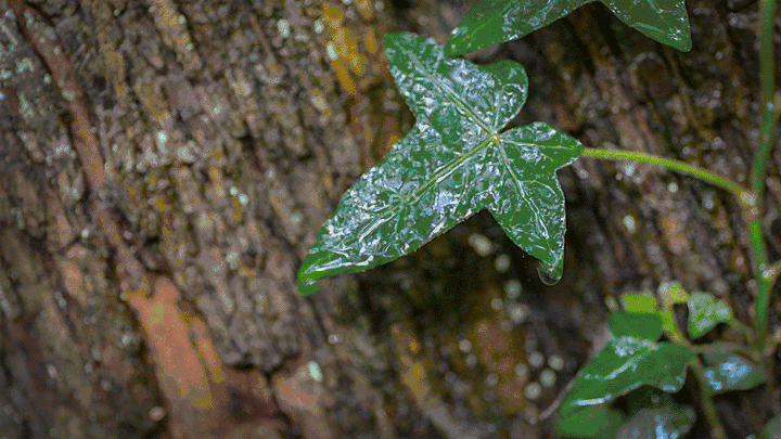 听一场雨落，拾一段锦瑟