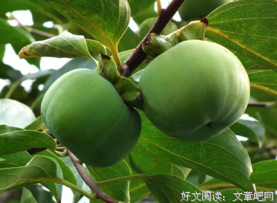 关于酸涩的语句