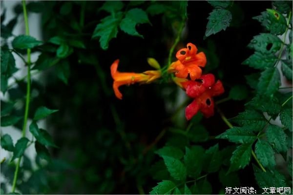 借一场雨，清凉内心