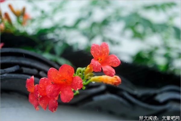 借一场雨，清凉内心
