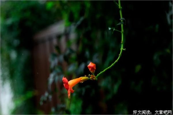 借一场雨，清凉内心